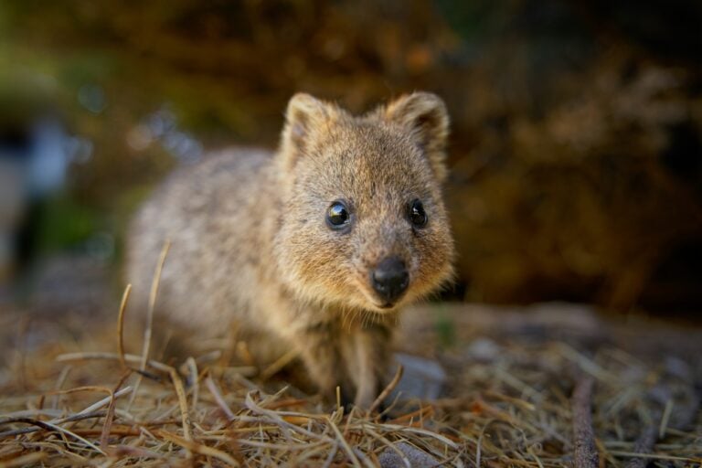 Ubuntu 25.10 ‘Questing Quokka’ komt met GNOME 49