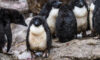 Het regent Linux-kwetsbaarheden: wat is er aan de hand?